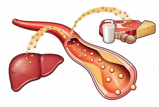 O škodljivosti živalskih maščob