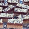 LCHF čokoladno-orehove rezine